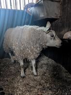 Zeer grote Texelaar ram, Dieren en Toebehoren, Mannelijk, Schaap, 3 tot 5 jaar