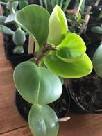 Krokodillentranen/ peperomia obtusifolia stekjes te koop, Overige soorten, Minder dan 100 cm, Ophalen of Verzenden, Halfschaduw