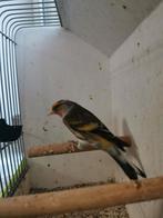 Bastaard putter man, Mannelijk, Wildzangvogel, Geringd