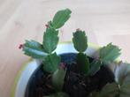 Stekken met wortels van de Lidcactus, Ophalen of Verzenden, Cactus, Minder dan 100 cm