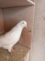 Keulse tuimelaars, Dieren en Toebehoren, Meerdere dieren, Tuimelaar of Roller