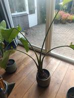 Strelitzia 150 cm, Ophalen, Minder dan 100 cm