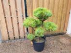 Pinus armandi vormsnoei, Ophalen, Overige soorten, Volle zon