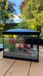 Superfish Aquarium klein - inhoud inbegrepen, Dieren en Toebehoren, Vissen | Aquaria en Toebehoren, Ophalen of Verzenden, Zo goed als nieuw