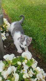 Grijs blauwe boerderij kittens, Dieren en Toebehoren, Katten en Kittens | Overige Katten, Meerdere dieren