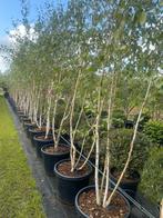 Berk Betula utilis meerstammig 350 cm hoog nu euro 225,-, Ophalen of Verzenden, In pot, Volle zon, Overige soorten