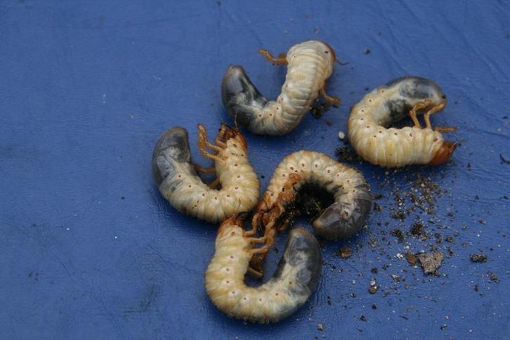 Dia's ziekten beelden van diverse groentegewassen., Verzamelen, Beelden en Beeldjes, Gebruikt, Overige typen, Ophalen