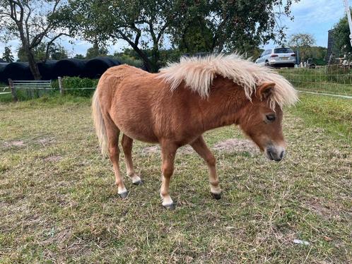 Leuke lieve pony van dit jaar., Dieren en Toebehoren, Pony's, Hengst, Onbeleerd, A pony (tot 1.17m), Recreatiepony, 0 tot 2 jaar