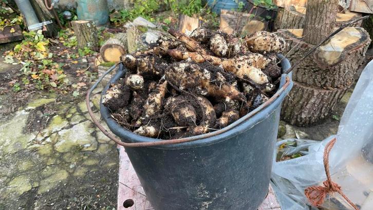 Aardperen, Tuin en Terras, Bloembollen en Zaden, Knol, Volle zon, Ophalen of Verzenden