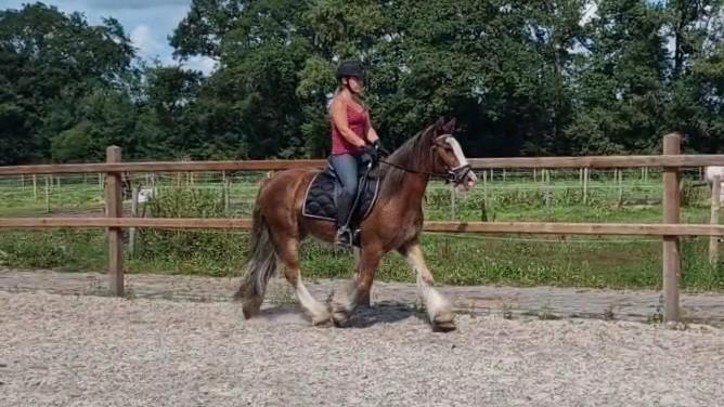 DEZE WEEK OPHALEN VOOR 2000!! SUPER LEUKE VOORWAARTSE PONY!!, Dieren en Toebehoren, Pony's, Ruin, D pony (1.37m tot 1.48m), 3 tot 6 jaar