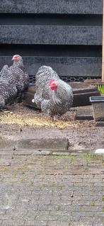 Orpington kriel DRIE stuks  halfjaar oud, Dieren en Toebehoren, Pluimvee, Vrouwelijk, Kip