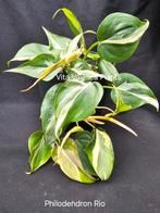 Philodendron Rio gewortelde stekken, Overige soorten, Minder dan 100 cm, Ophalen of Verzenden, Halfschaduw