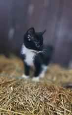 Te koop: lieve kittens, Dieren en Toebehoren, Katten en Kittens | Overige Katten, Meerdere dieren, Kortharig, 0 tot 2 jaar