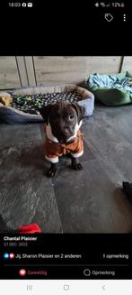 Super leuk kerst honden truitje kleine hond, Ophalen of Verzenden, Zo goed als nieuw, Hondentrui