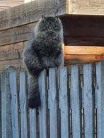 Kruising ragdol/maine coon, Dieren en Toebehoren, Katten en Kittens | Raskatten | Langhaar, Poes