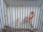 Noorse goudvink, Dieren en Toebehoren, Mannelijk, Wildzangvogel