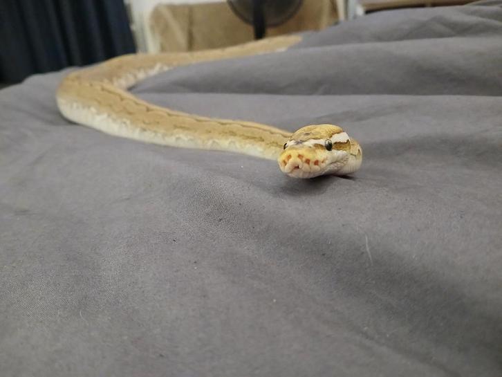 Python Regius, Ballpython, Koningspython