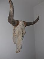 grote longhorn buffel skull wand decoratie schedel, Huis en Inrichting, Woonaccessoires | Wanddecoraties, Ophalen, Zo goed als nieuw