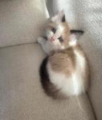 Ragdoll kitten te koop, Dieren en Toebehoren, Katten en Kittens | Raskatten | Langhaar, Kater, Gechipt