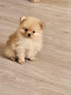 Pomeriaan x pomchi mag per direct naar een nieuw huisje!, CDV (hondenziekte), Overige rassen, 8 tot 15 weken, Meerdere