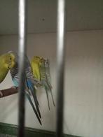 Te koop diverse grasparkieten diverse kleuren, Dieren en Toebehoren, Vogels | Parkieten en Papegaaien, Meerdere dieren, Parkiet