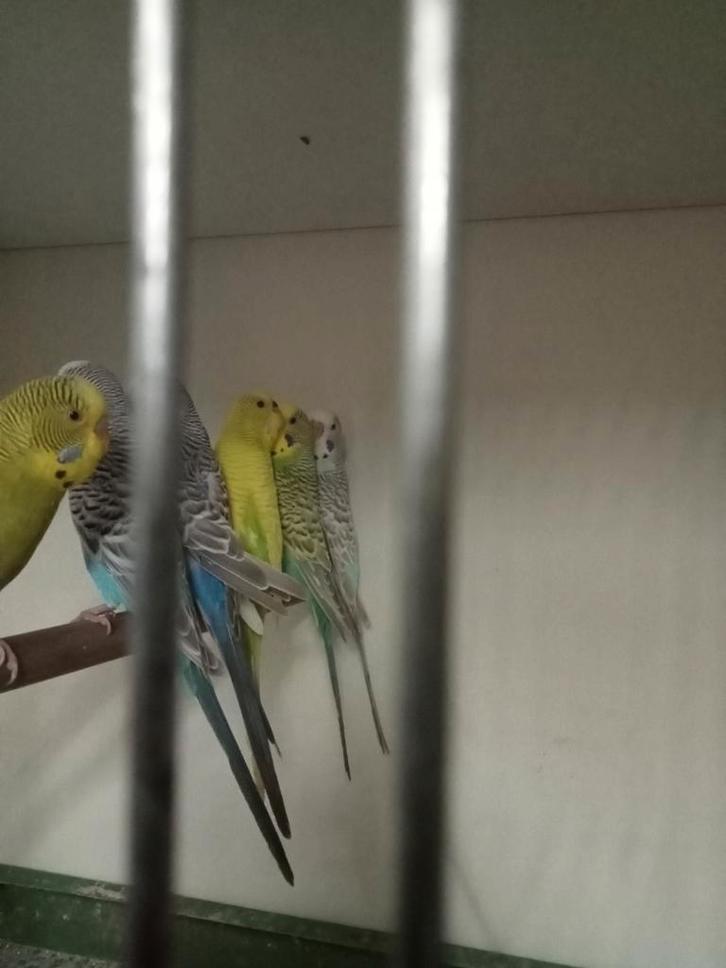 Te koop diverse grasparkieten diverse kleuren, Dieren en Toebehoren, Vogels | Parkieten en Papegaaien, Parkiet, Meerdere dieren