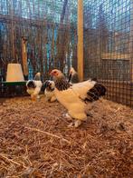 Brahma kriel, Dieren en Toebehoren, Pluimvee, Meerdere dieren, Kip