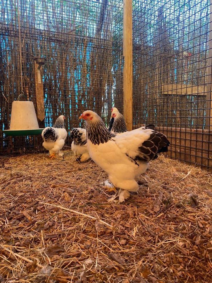 Brahma kriel, Dieren en Toebehoren, Pluimvee, Kip, Meerdere dieren
