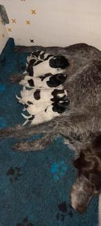 Pups duitse staande draadhaar, Dieren en Toebehoren, Honden | Setters en Staande honden, CDV (hondenziekte), Particulier, Meerdere