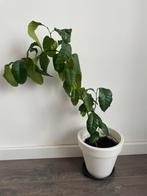 Citroen Boom, Ophalen, Fruitplant, Halfschaduw, In pot