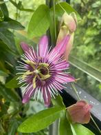Passieflora 'Atropurpurea' Klimplant, Tuin en Terras, Planten | Tuinplanten, Ophalen, Volle zon, Vaste plant, Klimplanten