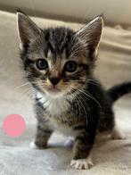 Europese Korthaar Kittens, Gechipt, Meerdere dieren, 0 tot 2 jaar