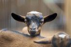 Dekbok dwerggeit | Bokken in verschillende kleuren, Dieren en Toebehoren, Schapen, Geiten en Varkens, Mannelijk, Geit, 0 tot 2 jaar