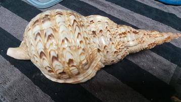 Schelp  beschikbaar voor biedingen