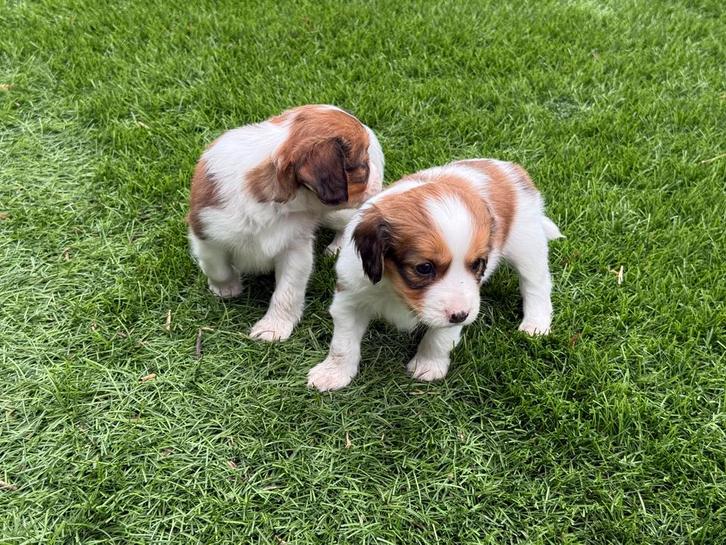 Kooiker, Dieren en Toebehoren, Honden | Retrievers, Spaniëls en Waterhonden, Reu, Overige rassen, Fokker | Professioneel, Meerdere