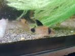 Corydora panda longfin, Vis, Zoetwatervis, Schoolvis