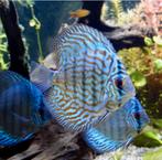 Discus Blue Turquoise, Vis, Zoetwatervis