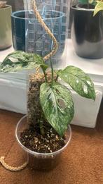 Monstera adansonii mint, Huis en Inrichting, Kamerplanten, Groene kamerplant, Ophalen of Verzenden, Overige soorten, Minder dan 100 cm
