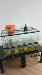 Schildpadden, Dieren en Toebehoren, Schildpad, 3 tot 6 jaar