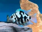 Blue polars €3.95 per stuk & 6 voor €20, Dieren en Toebehoren, Vissen | Aquariumvissen, Vis, Zoetwatervis