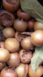 Mispels biologisch, Ophalen