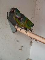 Ouder koppeltje emma parkieten (pyrrhura), Meerdere dieren, Parkiet