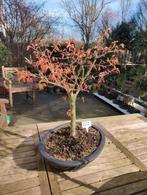 Bonsai Acer Palmatum Katsura, Halfschaduw, Vaste plant, Lente, Overige soorten