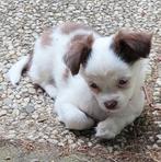 Chihuahua pup wit met bruine vlekjes, Dieren en Toebehoren, Honden | Chihuahua's en Gezelschapshonden, Particulier, 8 tot 15 weken