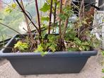 Mega grote bak met vier planten erin, Ophalen, Kunststof, Balkon, Minder dan 60 cm