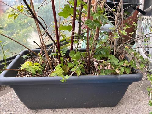 Mega grote bak met vier planten erin, Tuin en Terras, Bloembakken en Plantenbakken, Zo goed als nieuw, Kunststof, Balkon, Minder dan 60 cm