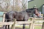Projectpaard: Ruin uit goede lijn (Totilas), B, Gechipt, Ruin, Dressuurpaard