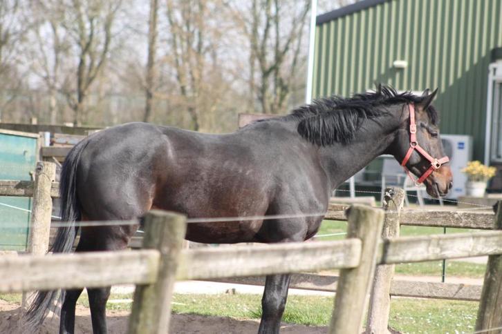 Projectpaard: Ruin uit goede lijn (Totilas), Dieren en Toebehoren, Paarden, Ruin, B, 170 tot 175 cm, 3 tot 6 jaar, Dressuurpaard