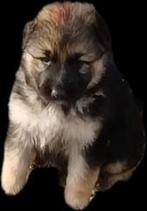 Oudduitse keer witte herder herderpups, Dieren en Toebehoren, 8 tot 15 weken, Meerdere, Meerdere dieren, Herder