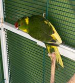 Jonge kakariki’s, Dieren en Toebehoren, Vogels | Overige Vogels, Meerdere dieren